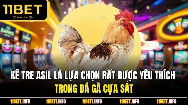 Kê tre Asil là lựa chọn rất được yêu thích trong đá gà cựa sắt